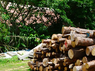 薪用の木の確保